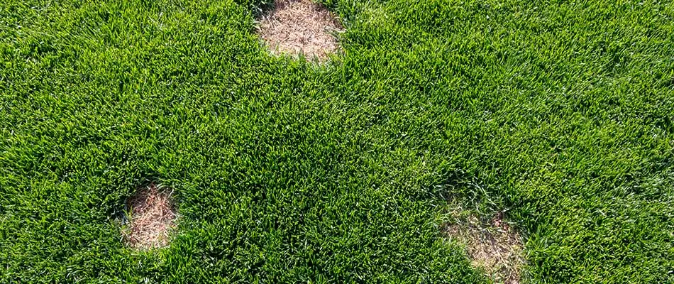 A lawn that used to have necrotic ring spot until we did a sprinkler audit  and One Earth application. Looks pretty good when people follow our  programs.... | By Organo-Lawn of Boulder |